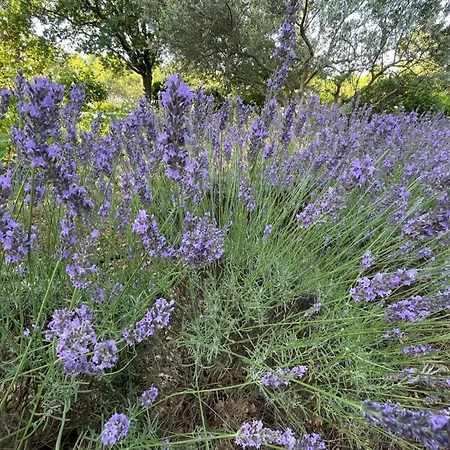 Lou Pantai, House, 5 Bedrooms 8 Persons, Pool, Large Garden, 4km From Aix En Provence